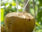 Green coconut water is better for hydration, while brown coconut water is an occasional energy boost, says Bengaluru dietician, Divya Gopal. (Freepik)