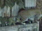 Leopard on compound wall sparks alarm in Goregaon society