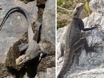 Kashmir rock agamas at Chakki Modh and Mallah temple (right). (PHOTOS: PROF GURPARTAP SINGH AND SOHAN SINGH)