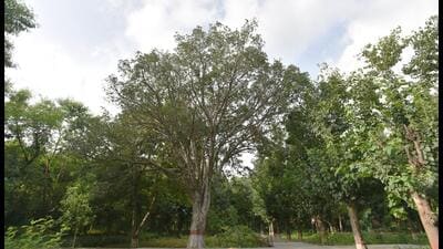 According to forest department data, Maharashtra has approximately 1.69 lakh hectares of land classified as ‘private forests’. (REPRESENTATIVE PIC) According to forest department data, Maharashtra has approximately 1.69 lakh hectares of land classified as ‘private forests’. (REPRESENTATIVE PIC)
