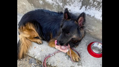 Injured K9 trooper Tyson of the Indian Army's 2 Para Special Forces after being hit by a bullet during a counter-terror operation in the Chatroo area of Kishtwar district on Sunday. (PTI) Injured K9 trooper Tyson of the Indian Army's 2 Para Special Forces after being hit by a bullet during a counter-terror operation in the Chatroo area of Kishtwar district on Sunday. (PTI)