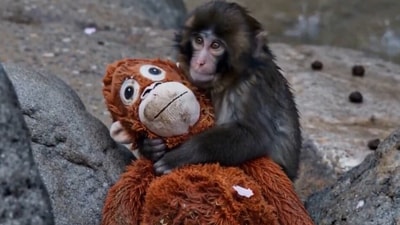 Meet Punch (Panchi-kun), the world’s most famous Japanese macaque, who is currently at the center of a massive internet debate after a new video of him went viral Meet Punch (Panchi-kun), the world’s most famous Japanese macaque, who is currently at the center of a massive internet debate after a new video of him went viral