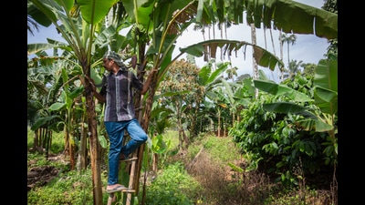 Officials said that under the weather-based fruit crop insurance scheme for the Ambiya Bahar season 2025–26, claims were submitted for nearly 44,041 hectares where no banana cultivation was found. (HT) Officials said that under the weather-based fruit crop insurance scheme for the Ambiya Bahar season 2025–26, claims were submitted for nearly 44,041 hectares where no banana cultivation was found. (HT)