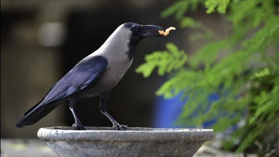 A crow quenches its thirst from a pot of water. (HT File)