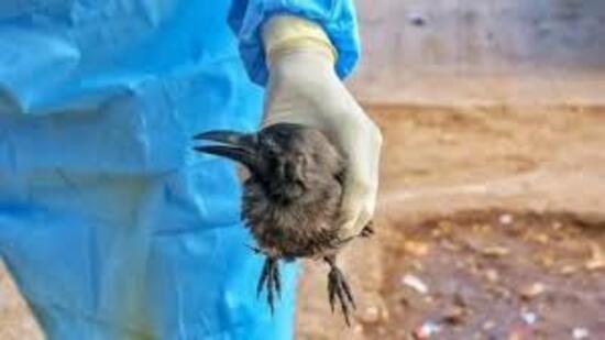 The crow fatalities were reported from Darbhanga (200), Bhagalpur (70), Katihar (62), Patna (22) and Bettiah in West Champaran district (12) (HT Photo)