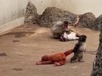 Punch the baby monkey was seen dragging his orangutan plushie