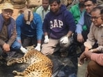 A female leopard captured from the Dhaurahra range was fitted with a GPS and VHF-enabled radio collar before being released into the forests on Saturday. (Sourced) A female leopard captured from the Dhaurahra range was fitted with a GPS and VHF-enabled radio collar before being released into the forests on Saturday. (Sourced)