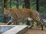 Beginning from Bijnor, forest dept proposes immunocontraception to control spotted cat population. (File Photo)