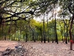 In November 2025, the Nashik Municipal Corporation (NMC) invited public suggestions and objections regarding the proposed clearing of significant green cover. (HT)