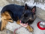 Injured K9 trooper Tyson of the Indian Army's 2 Para Special Forces after being hit by a bullet during a counter-terror operation in the Chatroo area of Kishtwar district on Sunday. (PTI) Injured K9 trooper Tyson of the Indian Army's 2 Para Special Forces after being hit by a bullet during a counter-terror operation in the Chatroo area of Kishtwar district on Sunday. (PTI)