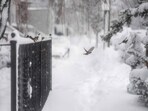 Birds fly between a tree and a railing amid heavy snow on February 23 in Brooklyn.