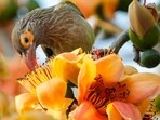Gram it: When it's Spring, the play of flora and fauna in the city is worth a spectacle. Here's how a brown-headed barbet feeds on the nectar from a cotton silk flower. 