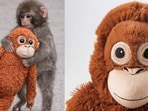 Punch the young macaque clinging to his orangutan plush, a tender reminder that comfort can calm frazzled nerves.