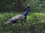 The peacock is India’s national bird protected under the Wildlife (Protection) Act. (HT PHOTO/Representative)