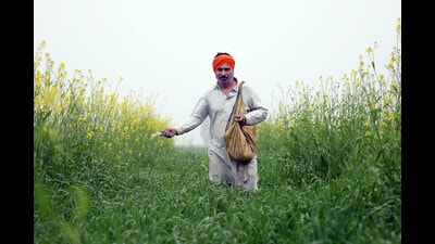A farmer spread fertilizer on a wheat field near Bathinda. (Sanjeev Kumar/HT) A farmer spread fertilizer on a wheat field near Bathinda. (Sanjeev Kumar/HT)