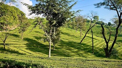 In Himachal, tea is primarily grown in Kangra district, and the crop is largely rain-fed with limited irrigation facilities. (File) In Himachal, tea is primarily grown in Kangra district, and the crop is largely rain-fed with limited irrigation facilities. (File)