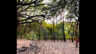 In November 2025, the Nashik Municipal Corporation (NMC) invited public suggestions and objections regarding the proposed clearing of significant green cover. (HT) In November 2025, the Nashik Municipal Corporation (NMC) invited public suggestions and objections regarding the proposed clearing of significant green cover. (HT)