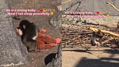 The zoo has witnessed a spike in footfall since Punch’s story gained traction online. (Instagram/@uruchan_in_japan) The zoo has witnessed a spike in footfall since Punch’s story gained traction online. (Instagram/@uruchan_in_japan)