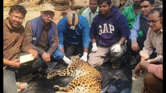 A female leopard captured from the Dhaurahra range was fitted with a GPS and VHF-enabled radio collar before being released into the forests on Saturday. (Sourced)