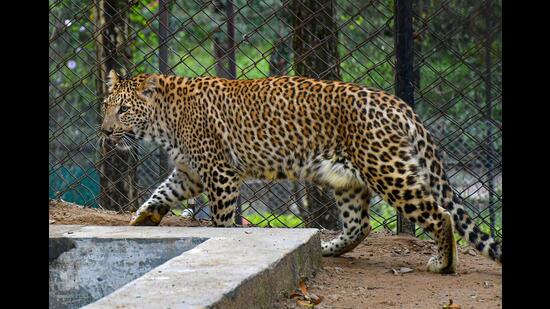 Beginning from Bijnor, forest dept proposes immunocontraception to control spotted cat population. (File Photo)