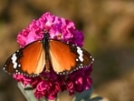 Gram it: Heralding the season of spring, a plain Tiger butterfly collects nectar and pollen from a flower at a park in Sector 29, Noida.