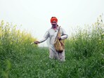 A farmer spread fertilizer on a wheat field near Bathinda. (Sanjeev Kumar/HT)