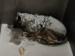 The mistreatment of Dodobonya, a beloved stray dog, has sparked outrage in Russia. The mistreatment of Dodobonya, a beloved stray dog, has sparked outrage in Russia.