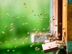 On February 20, at least 52 girl students were injured in a similar bee attack at Chandrashekhar Azad Park. (FOR REPRESENTATION)