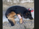CRPF posted about brave K9 Tyson who led a high risk operation in J&K.