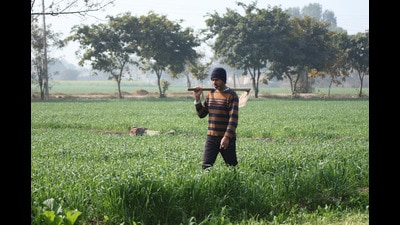 “Agriculture-related subsidies provide the required support to farmers and agriculture by promoting sustainable practices, and debt relief measures alleviate the financial burden of debt-ridden farmers. However, in the case of Punjab, subsidies are creating a tremendous fiscal burden as well as detrimental to the financial health of the state,” the study observes. (HT)