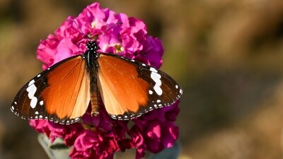 Gram it: Heralding the season of spring, a plain Tiger butterfly collects nectar and pollen from a flower at a park in Sector 29, Noida. (Photo: Sunil Ghosh/HT) Gram it: Heralding the season of spring, a plain Tiger butterfly collects nectar and pollen from a flower at a park in Sector 29, Noida. (Photo: Sunil Ghosh/HT)