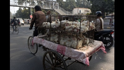 Chicken veing transported for sale in Patna. (HT File) Chicken veing transported for sale in Patna. (HT File)