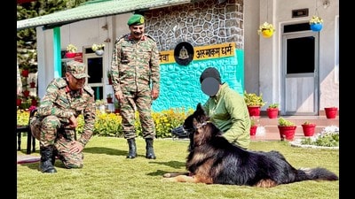 The Indian Army's White Knight Corps assault dog 'Tyson' recovers well after he took the first bullet during Operation Trashi-1 on Tuesday. (ANI)