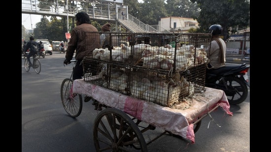 Chicken veing transported for sale in Patna. (HT File)