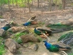 Officials said 10 peacocks were found dead in the village on Monday afternoon, and one injured was taken for treatment when the forest department visited the area. (HT Photo)
