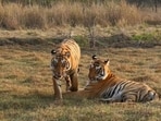 41 tiger deaths recorded in state in 2025 41 tiger deaths recorded in state in 2025