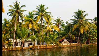 One origin story called the region the land of keram trees, keram being one of the Malayalam words for coconut. (Shutterstock) One origin story called the region the land of keram trees, keram being one of the Malayalam words for coconut. (Shutterstock)