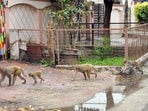The court was addressing the plea filed by Ghaziabad’s Raj Nagar residents, Vinit Sharma and Prajakta Singhal, highlighting the growing incidence of human-monkey conflict due to an alleged uncontrolled and exponential rise of monkey population in Ghaziabad. (HT Archive)