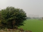 Water hyacinth, if left unchecked, forms dense floating mats that choke water bodies, obstruct natural flow and create stagnant conditions. Health officials warn that such stagnation creates an ideal breeding ground for mosquitoes. (HT PHOTO)