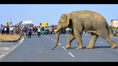 A wild elephant strolls along a road as people gather, in Ranchi, Friday (PTI)