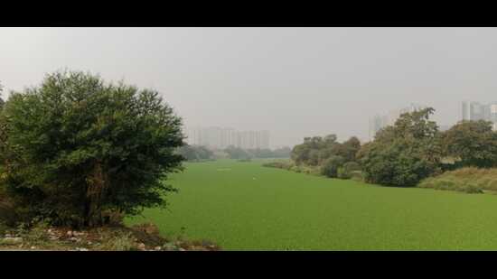 Water hyacinth, if left unchecked, forms dense floating mats that choke water bodies, obstruct natural flow and create stagnant conditions. Health officials warn that such stagnation creates an ideal breeding ground for mosquitoes. (HT PHOTO)