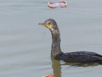 An Indian cormorant at Mote Majra, Banur. (PHOTO: PROF GURPARTAP SINGH)