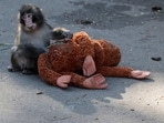 A baby Japanese macaque named Punch sits next to a stuffed orangutan at Ichikawa City Zoo, in Ichikawa, Chiba Prefecture, Japan, 