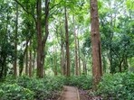 Ladki Bahin drain forcing forest dept to fell teak: Ganesh Naik. (Mark - stock.adobe.com)
