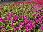The Sector 3 garden is where blossoms gently teach the meaning of sacrifice. (HT file)