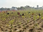 The urban forest park will be named the ‘Namo Van’. The urban forest park will be named the ‘Namo Van’.