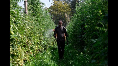 A farmer sprays pesticides on his crop in a village near Sitapur. (Deepak Gupta/HT) A farmer sprays pesticides on his crop in a village near Sitapur. (Deepak Gupta/HT)