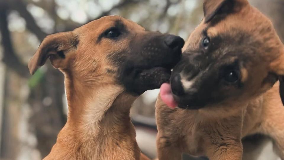 It is ironic that in a country so quick to invoke swadeshi (native) in other contexts, we display an almost colonial hangover in our preference for foreign dog breeds It is ironic that in a country so quick to invoke swadeshi (native) in other contexts, we display an almost colonial hangover in our preference for foreign dog breeds