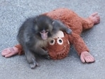 Punch the baby monkey wins hearts again with his ‘bye-bye’ wave