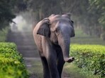 He was returning home on his two-wheeler when he suddenly came face-to-face with the herd. (National Geographic website | Representative)